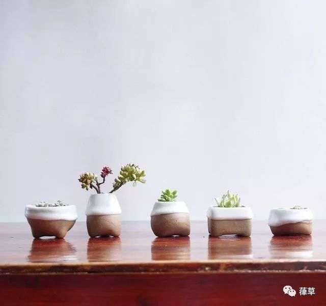 哪些家庭小盆栽比较好养?给你推荐几种