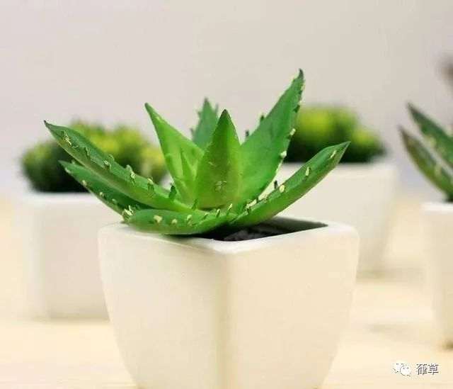 哪些家庭小盆栽比较好养?给你推荐几种