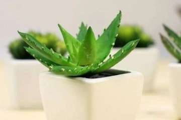 哪些家庭小盆栽比较好养？给你推荐几种