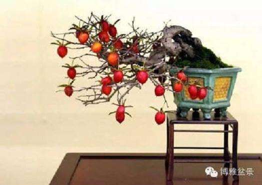 观花 观果类盆景浇水注意事项