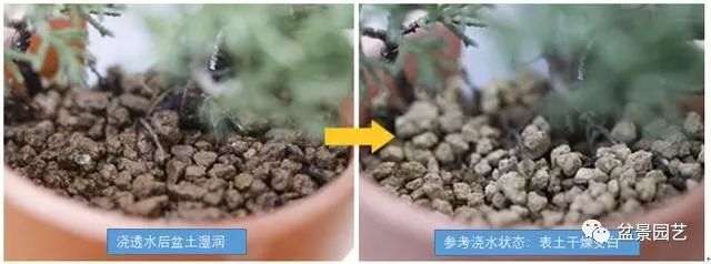 盆景浇水的选择 自来水 还是无根水?