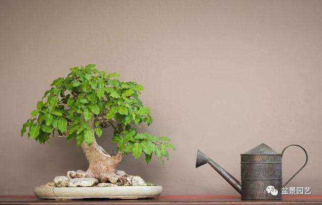 每天的盆景浇水工作也许是最难的工作