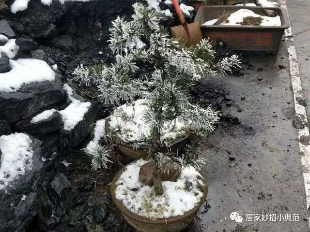 买棵松树做成盆景 立马能卖200元