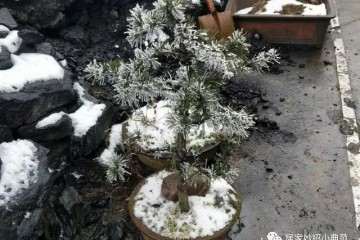 买棵松树做成盆景 立马能卖200元