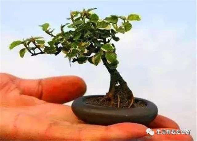 要想养护微盆景 就要把握这3点