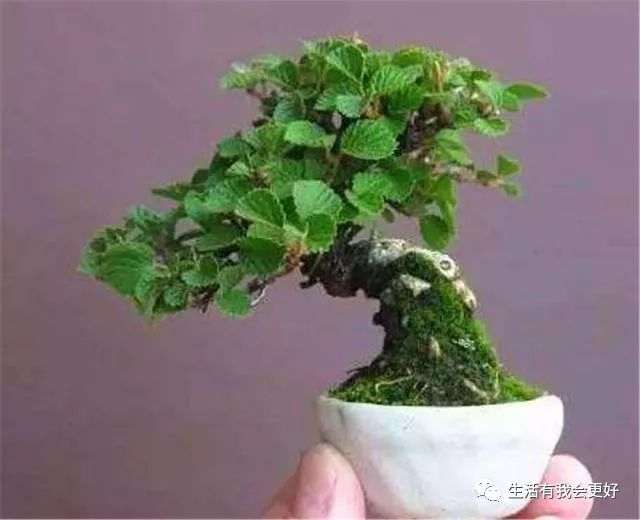 要想养护微盆景 就要把握这3点