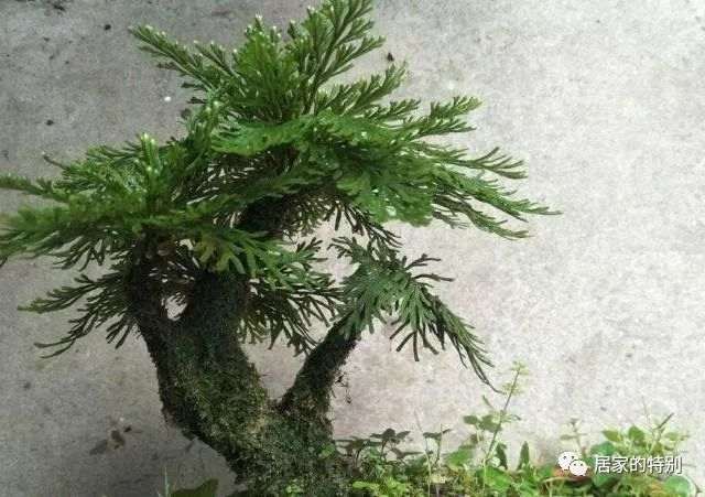 野草盆景的土壤修剪与施肥