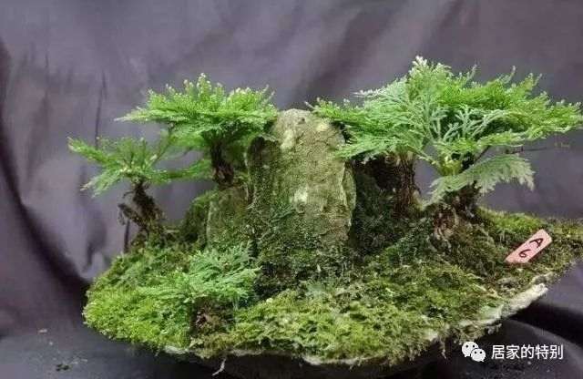 野草盆景的土壤修剪与施肥