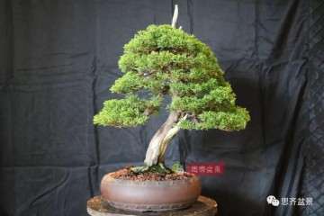 图解 系鱼川真柏盆景制作成型的过程