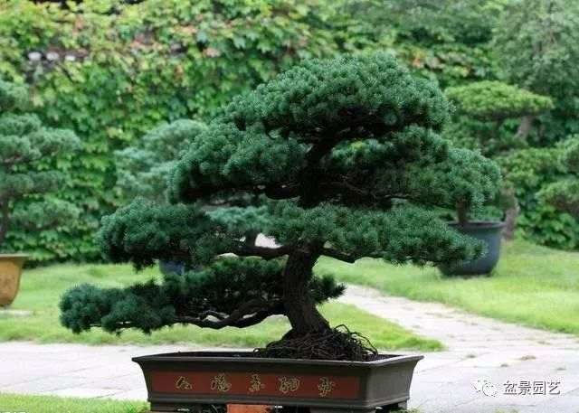 五针松盆景的种植取材的过程 用嫁接最好