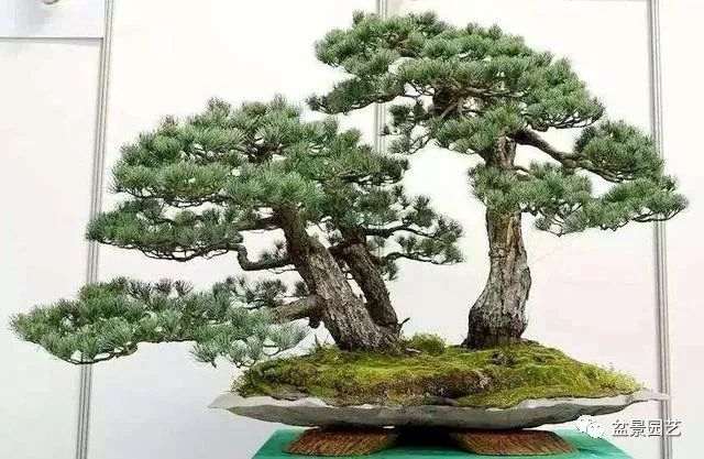 五针松盆景的种植取材的过程 用嫁接最好