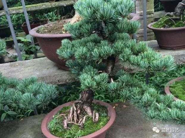 五针松盆景的种植取材的过程 用嫁接最好