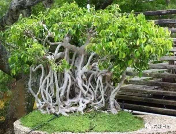 想制止提根盆景 用这3个方法 很有效