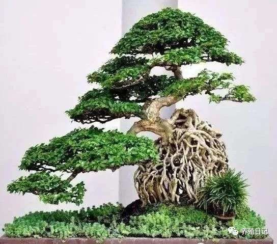 想制止提根盆景 用这3个方法 很有效