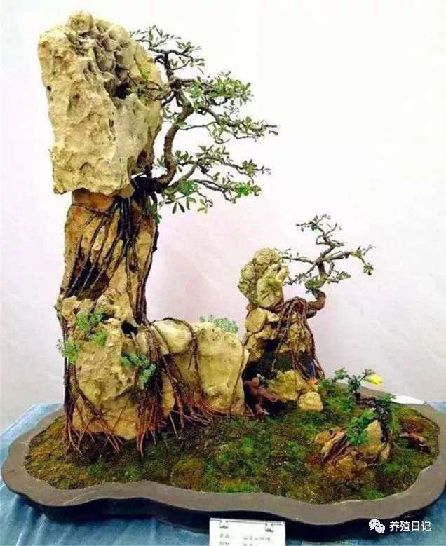 想制止提根盆景 用这3个方法 很有效