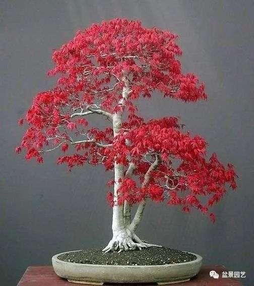 丛林式红枫盆景的制作技巧 有5点要把握