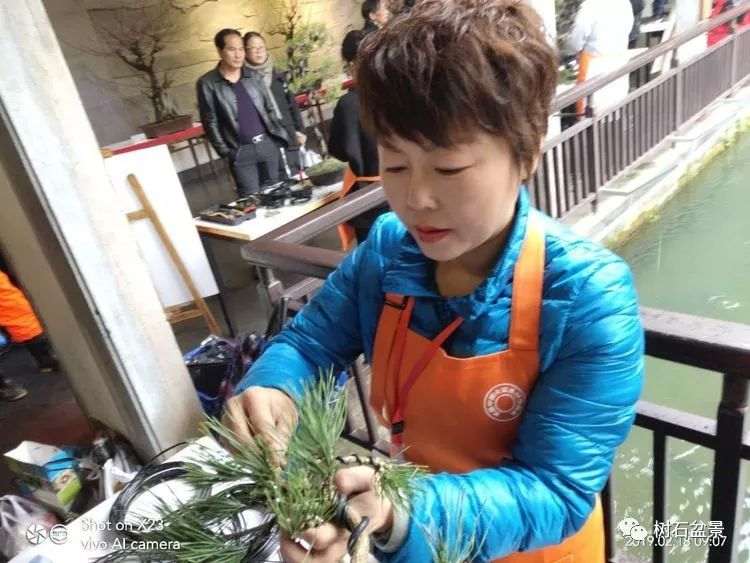 多才多艺的杭州女性盆景艺术家 冯学英