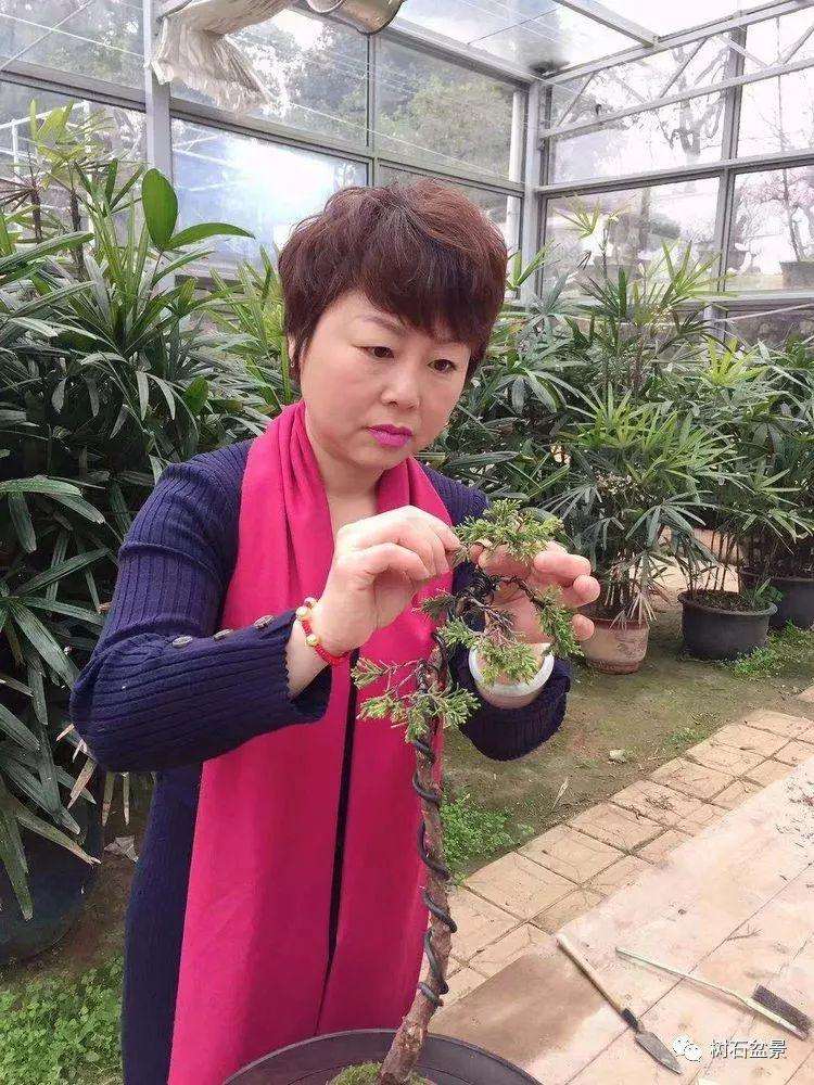多才多艺的杭州女性盆景艺术家 冯学英