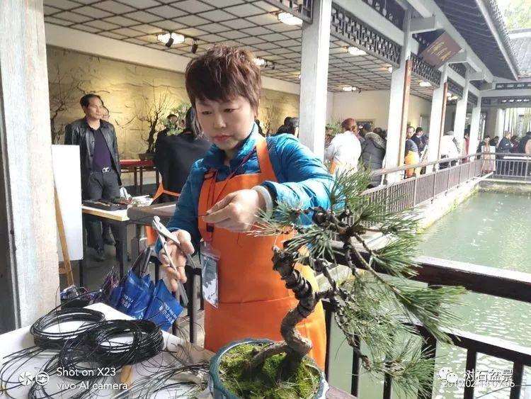 多才多艺的杭州女性盆景艺术家 冯学英