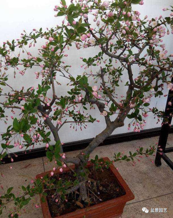 垂丝海棠盆景该如何修剪?