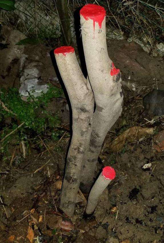 如何保持映山红下山桩在冬季的成活率?