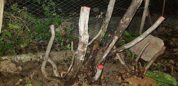 如何保持映山红下山桩在冬季的成活率?