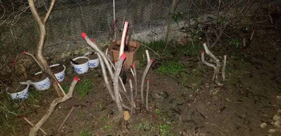 如何保持映山红下山桩在冬季的成活率?