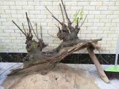 朴树下山桩怎么造型 本人方法探讨 图片