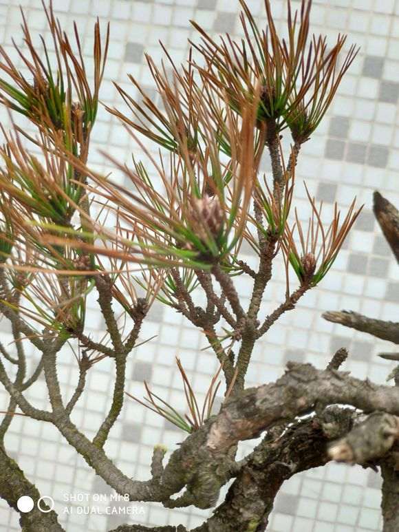 赤松下山桩怎么种了一个月 叶子黄了 如何成活？