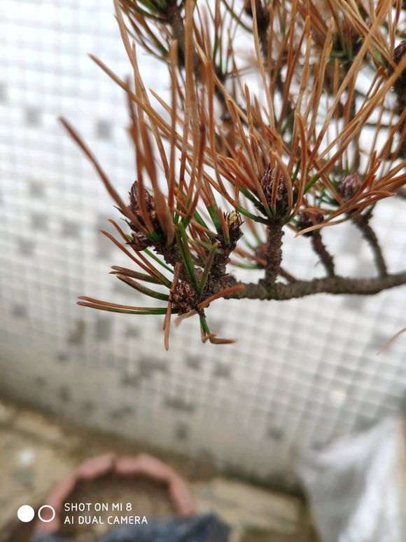 赤松下山桩怎么种了一个月 叶子黄了 如何成活？