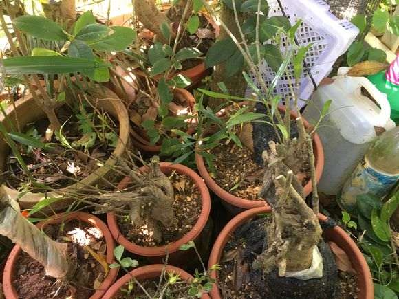 我的栀子花下山桩 看来可以成活了