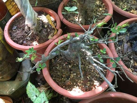 我的栀子花下山桩 看来可以成活了