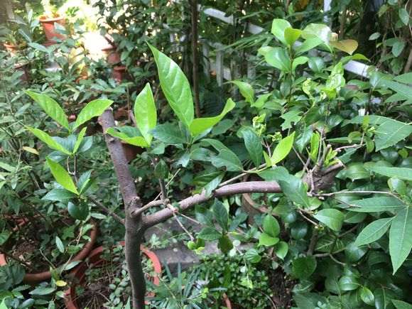 我的栀子花下山桩 看来可以成活了