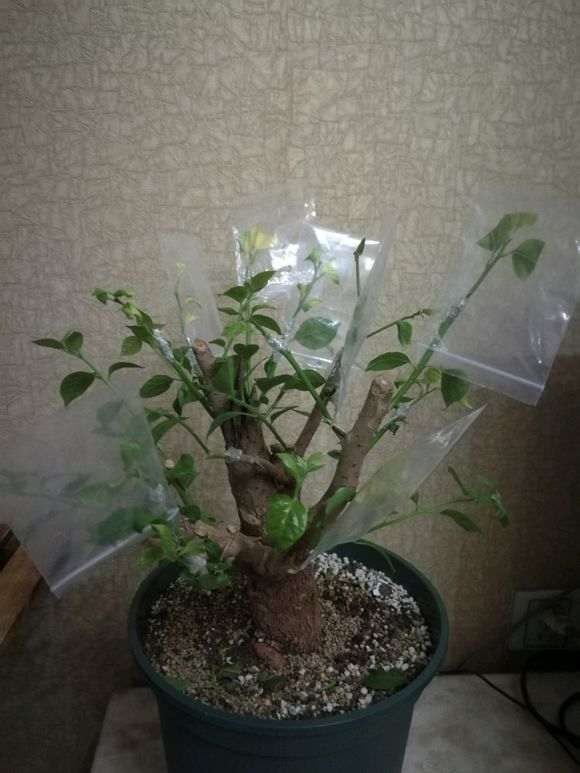 三角梅下山桩是如何种植的？