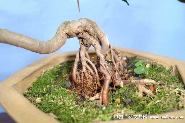 虎刺下山桩怎么处理才能种活？
