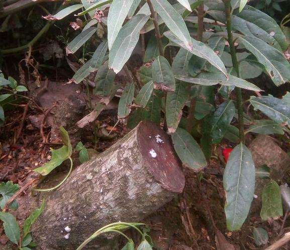 大师们看看这样的下山桩怎么修剪？