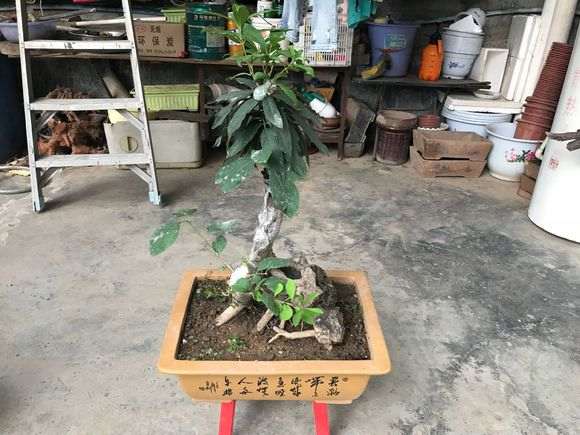 下山桩成活后怎么嫁接上盆 看我的方法 图片