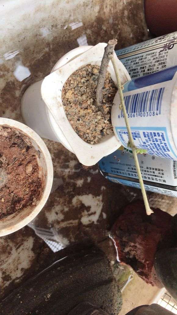 去年12月份的对节白蜡下山桩 还没有发芽？