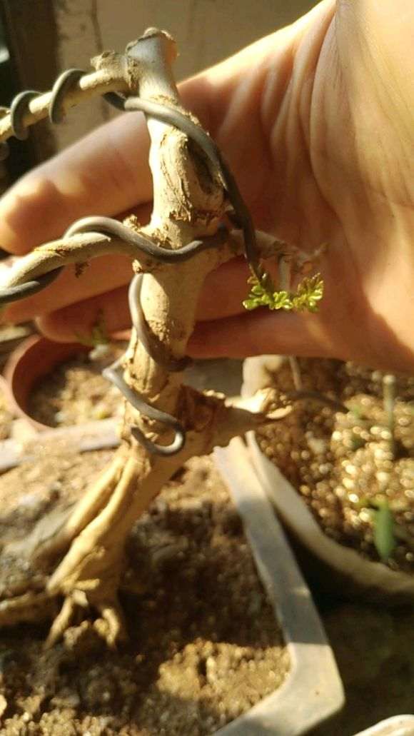 去年12月份的对节白蜡下山桩 还没有发芽？