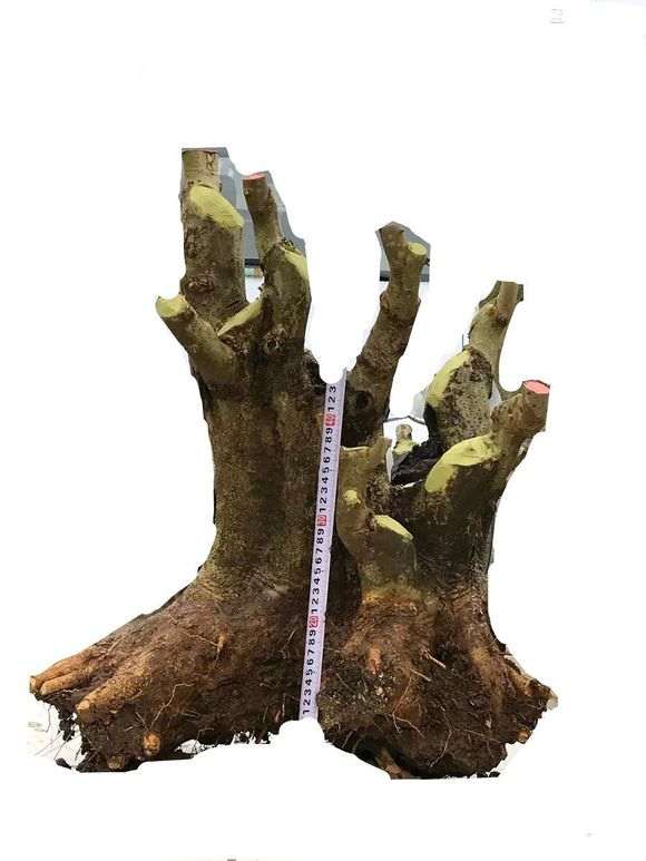 去年12月份的对节白蜡下山桩 还没有发芽？