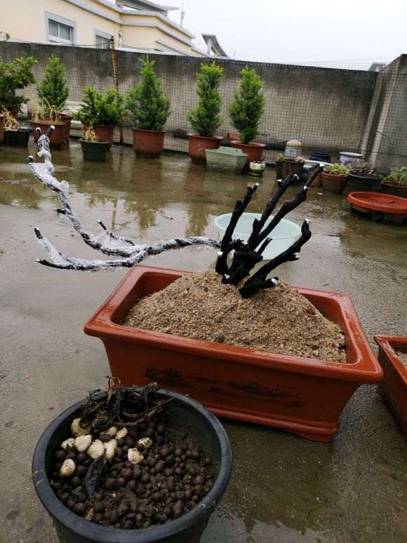 种植了45天的下山桩 终于发芽了