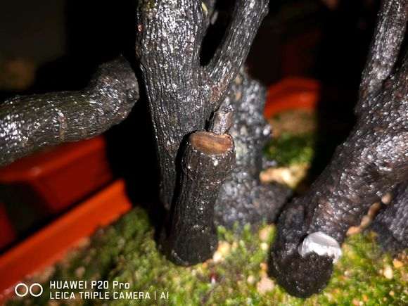 种植了45天的下山桩 终于发芽了