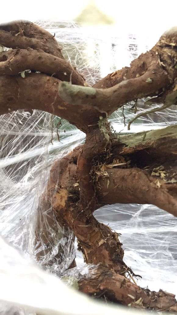 下山桩发芽后 套袋要不要去掉？