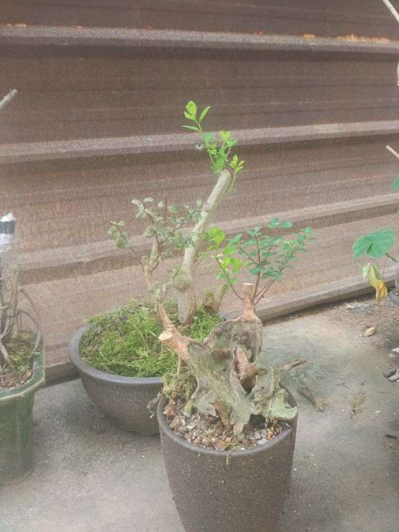 紫薇下山桩 栽了半个月 还能否成活？