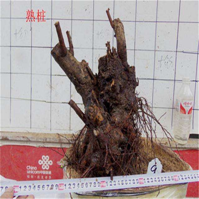 腊梅下山桩成活后 怎么修剪?