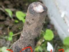 11月7日种的下山桩 经过5个月冬季 终于发芽了