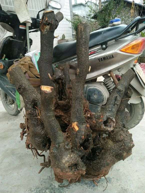 听大师说 秃孑下山桩栽种后2天内不能浇水?