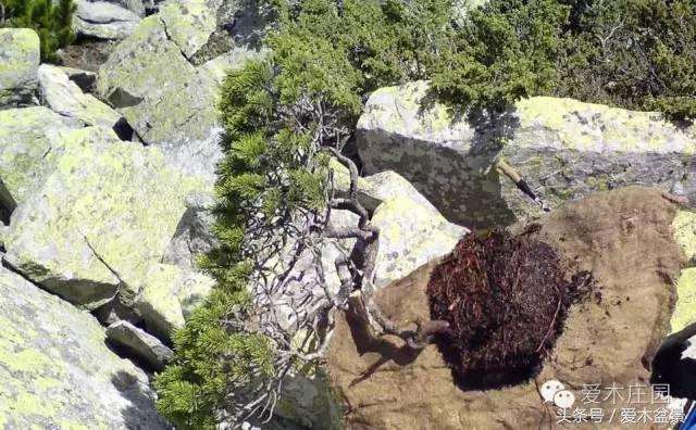 请问松树下山桩什么时候挖掘成活高？
