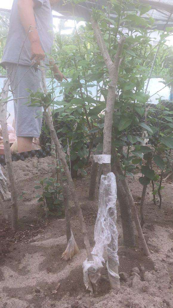 听说 挖下山桩破坏环境 违法?