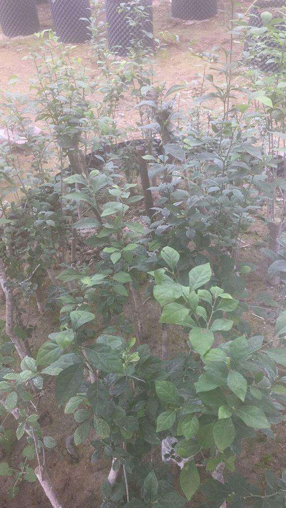 听说 挖下山桩破坏环境 违法?